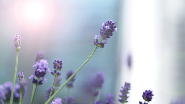 Bright and colorful of violet lavender flower blooming and fragrance with sunlight outdoor.