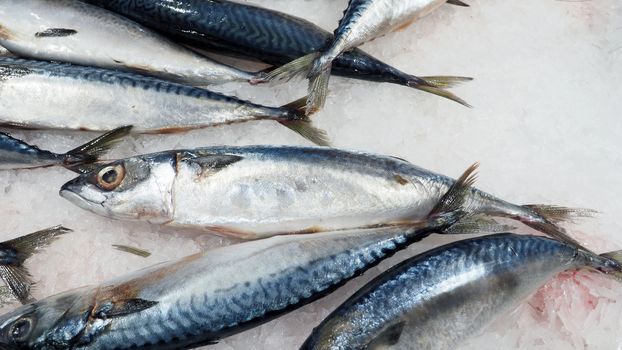 Raw clean and fresh of japanese saba fish on cold ice for healthy food.