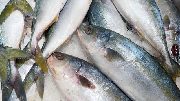 Raw clean and fresh of japanese saba fish on cold ice for healthy food.