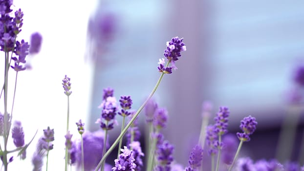 Lavender flowers blooming which have purple color and good fragrant for relaxing in summer.