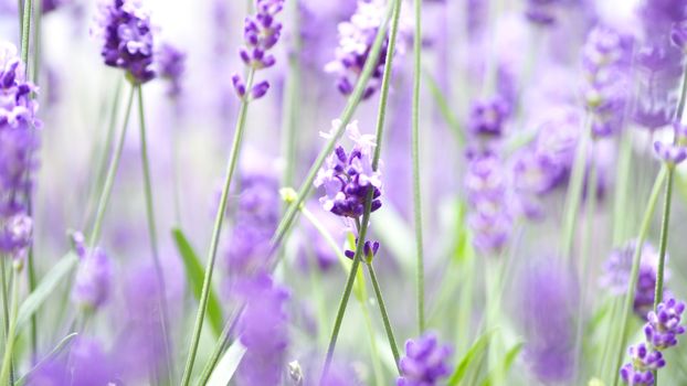 Lavender flowers blooming which have purple color and good fragrant for relaxing in summer.