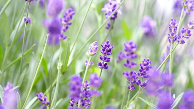 Lavender flowers blooming which have purple color and good fragrant for relaxing in summer.