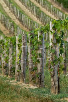 Beautiful rows of grapes from Hungary