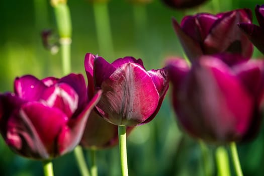 Beautiful purple tulips in spring
