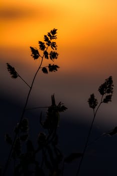 Grass landscape in the wonderful sunset light