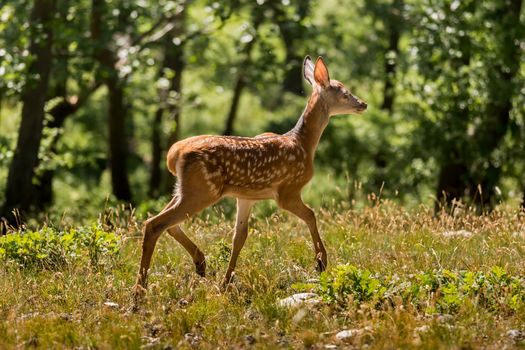 Young fawn on the forest