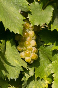 Tasty green Welschriesling grapes close-up
