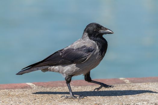 Young hooded crow bird walking