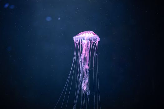 glowing jellyfish chrysaora pacifica underwater