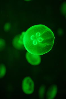 green glowing jellyfish aurelia aurita underwater