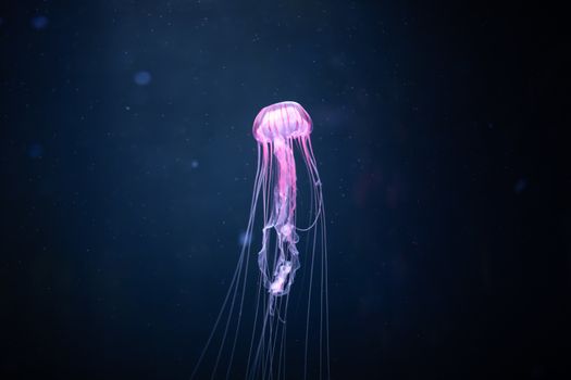 glowing jellyfish chrysaora pacifica underwater