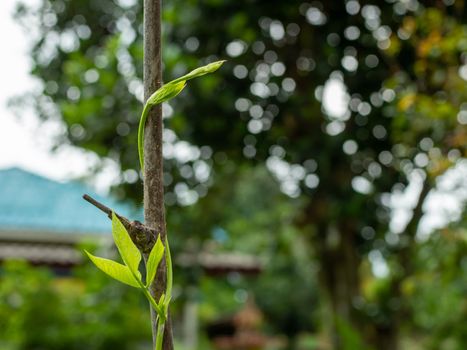 Abstract plant swirl green leaf on bokeh background. environment concept. Concept of environmental protection.