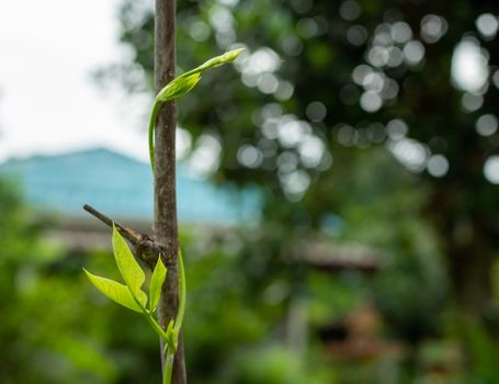 Abstract plant swirl green leaf on bokeh background. environment concept. Concept of environmental protection.