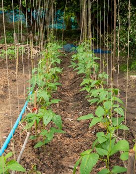 Planting long beans in Thailand.