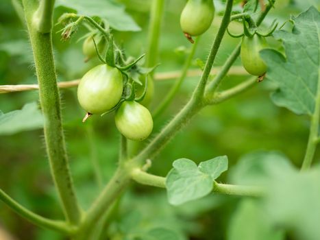 Green Thai eggplant on tree at vegetable garden. Used to make thai food. Planted in Thailand.