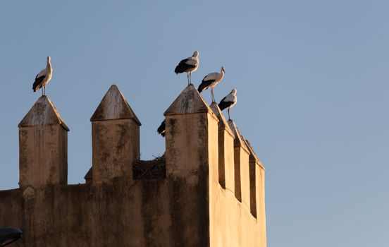 Storks roosting on the castellations of the old tower part of the Royal Palace Fez Morocco. High quality photo