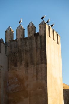 Storks roosting on the castellations of the old tower part of the Royal Palace Fez Morocco. High quality photo