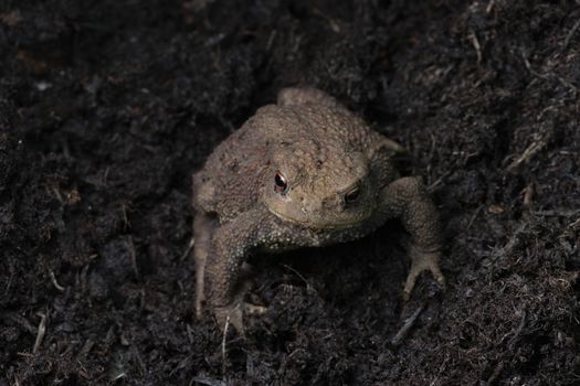 Striking orange eyes in this close up portrait of a common toad. Plain dark compost background with copy space. Looking directly at the camera.