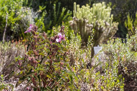 Purple pink flowers plants in the Kirstenbosch National Botanical Garden, Cape Town, South Africa.