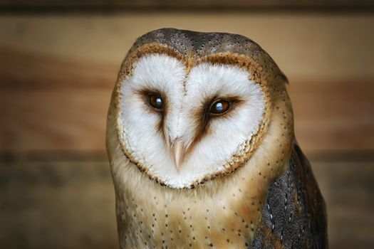 Common barn owl (Tyto alba), the most widely distributed species of owl in the world