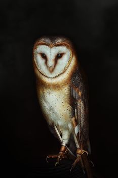 Common barn owl (Tyto alba), the most widely distributed species of owl in the world