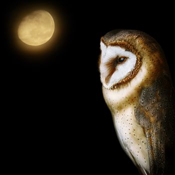 Common barn owl (Tyto alba), the most widely distributed species of owl in the world