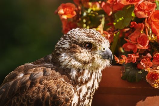 Saker falcon (Falco cherrug), a large species of falcon