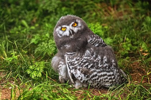 Chick of snowy owl (Bubo scandiacus)