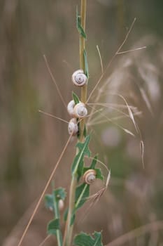 Macro photo, several snails crawling up a stalk of grass in a field.