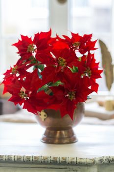 Vase with red poinsettia flowers on the window.