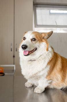 dog breeds corgi on examination at the vet. Sits on a metal table before the procedure.