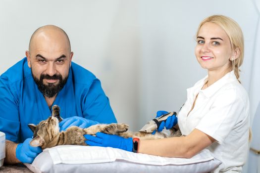 Professional doctors veterinarians perform ultrasound examination of the internal organs of a cat in a veterinary clinic.