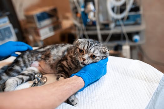 anesthesiologist prepares a cat for surgery. Checks if anesthesia worked . Pet surgery. Pet surgery.