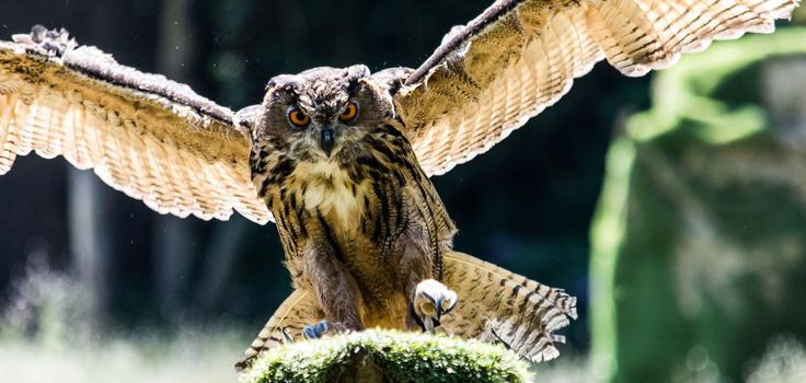 Eagle-owl landing on a stump, a horizontal image of a bird of prey while it is gliding.