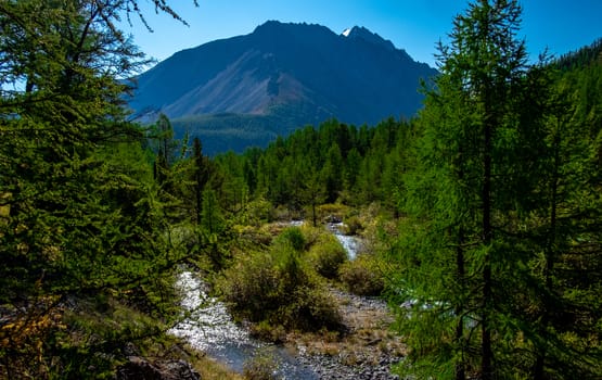 Mountain river flows through the forest in the Altai Republic.