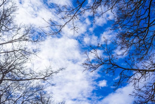 Clouds in a blue clear sky and tree branches