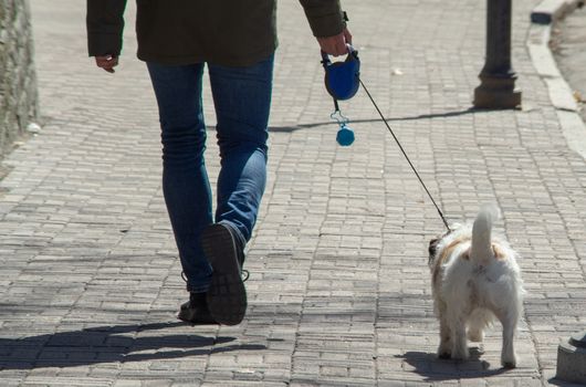 The owner walks with a small dog breed Jack Russell Terrier