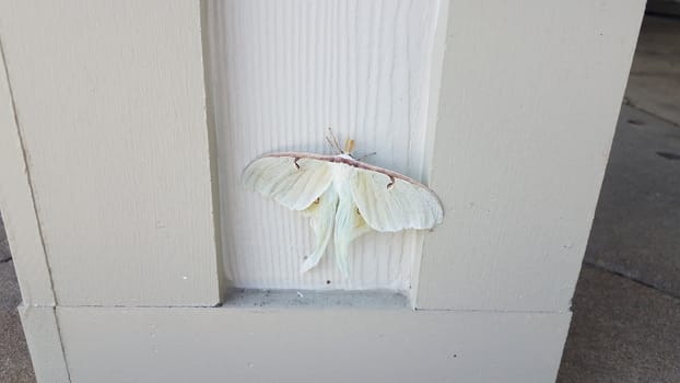 large giant white moth insect on wood pillar or wall