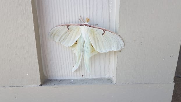large giant white moth insect on wood pillar or wall