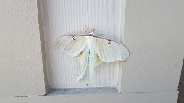 large giant white moth insect on wood pillar or wall