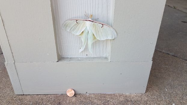 large giant white moth insect on wood pillar or wall with penny