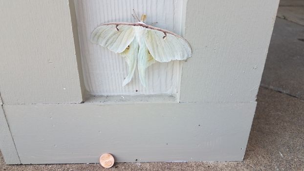 large giant white moth insect on wood pillar or wall with penny