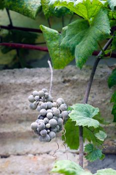 Large green leaves of grapes. Out of focus blue bunch of grapes