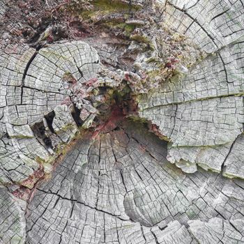 An old tree trunk cut with ax.