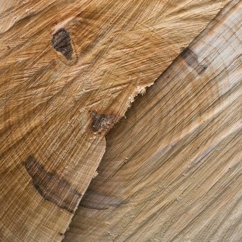 A cut tree trunk in which we see a smiling face.