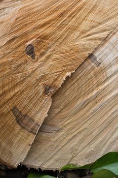 A cut tree trunk in which we see a smiling face.