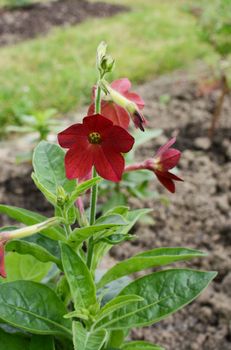 Red nicotiana flowers, Baby Bella, starting to bloom in a flower bed - Nicotiana x hybrida