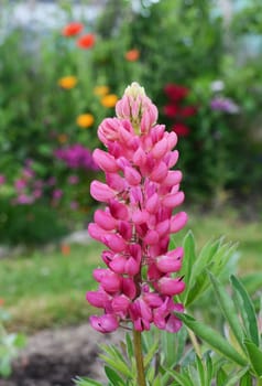 Pink lupin flowers, Lupinus Gallery Pink, blooming against a lush garden background