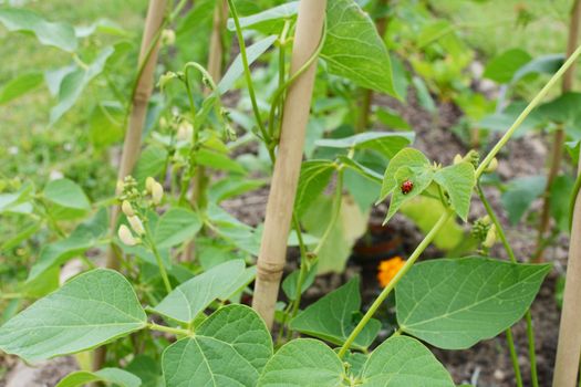 Harlequin ladybird on the green leaf of a runner bean vine, growing up a wigwam in a vegetable garden