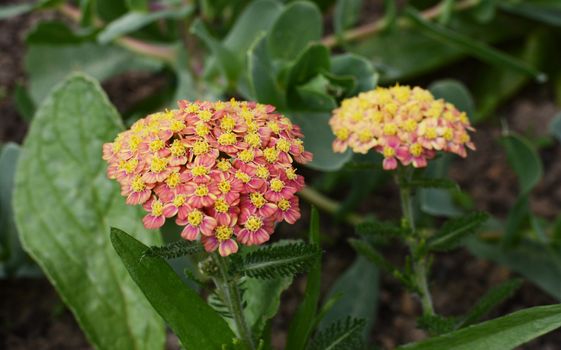 Achillea Apricot Delight flowers with ferny foliage - yarrow - among green leaves